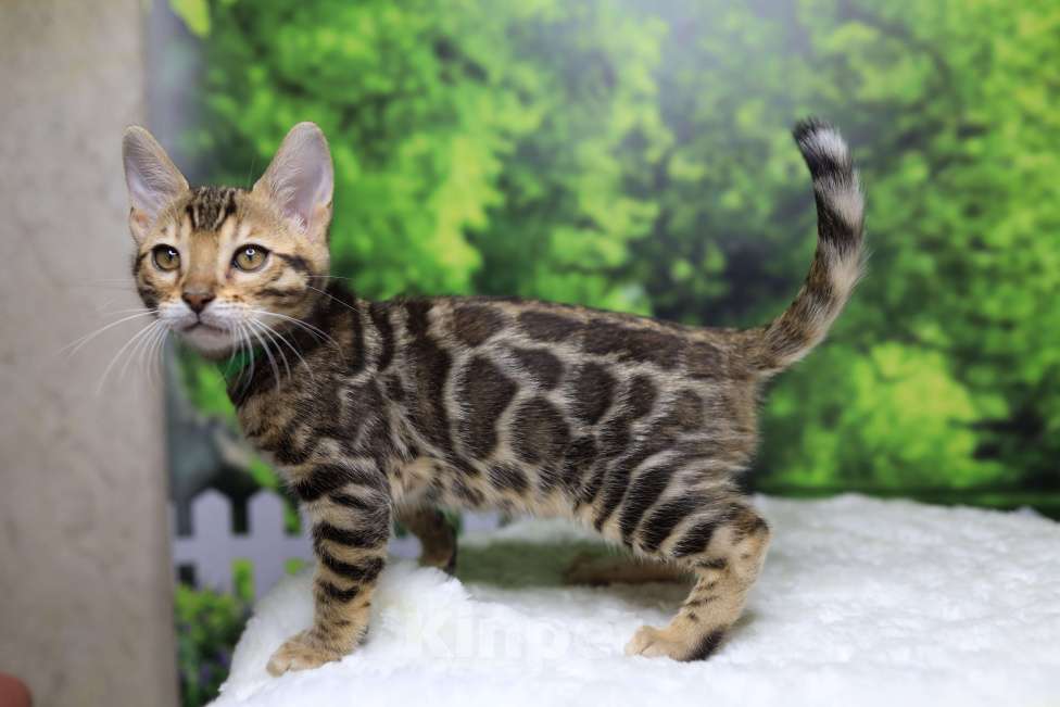 Кошки в Воронеже: Бенгальские котята Мальчик, 30 000 руб. - фото 2