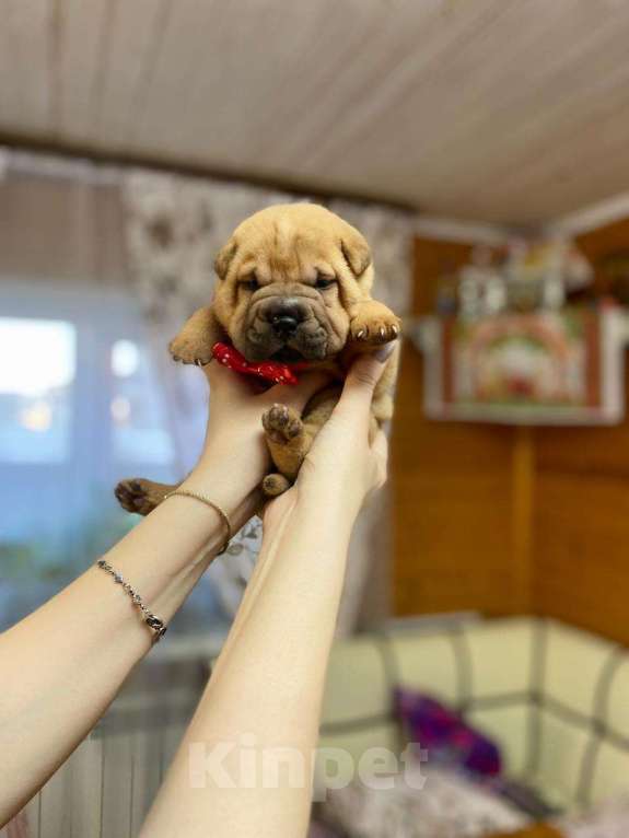 Собаки в Москве: Щенок шарпея  Мальчик, Бесплатно - фото 2