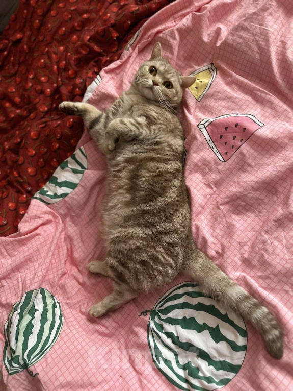 Кошки в Красноярске: Котик ищет новый дом Мальчик, Бесплатно - фото 1
