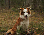 Собаки в Москве: Щенок бордер колли Мальчик, 65 000 руб. - фото 9