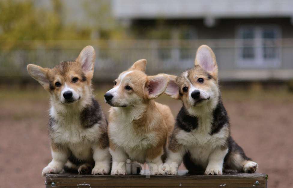 Собаки в Санкт-Петербурге: Счастье в дом Мальчик, 45 000 руб. - фото 7