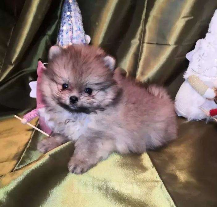 Собаки в Самаре: Щенки малыши Мальчик, Бесплатно - фото 2