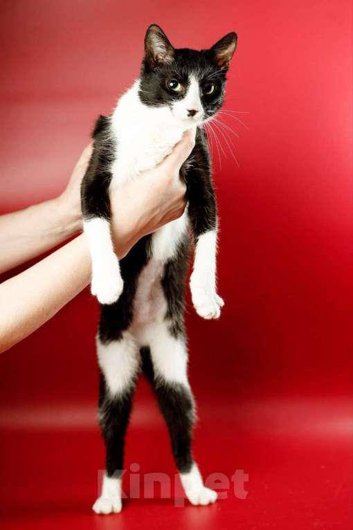 Кошки в Москве: Гаянэ, кошка- антидепрессант Девочка, Бесплатно - фото 7