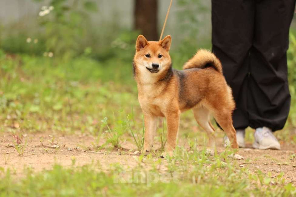 Собаки в Москве: Мальчик сиба (шиба) Мальчик, Бесплатно - фото 2