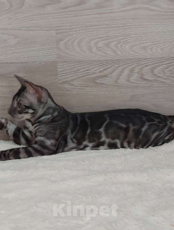 Кошки в Москве: Бенгальский ктик Мальчик, Бесплатно - фото 2