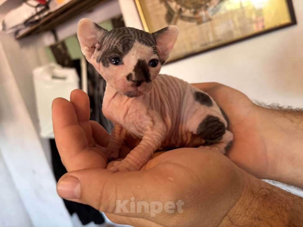 Кошки в других городах Волгоградской области: Открыт для бронирования котенок канадского сфинкса (Девочка) родилась 04.08.25. Бронь 2000 рублей Девочка, 8 000 руб. - фото 2