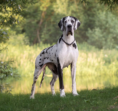 Немецкий дог