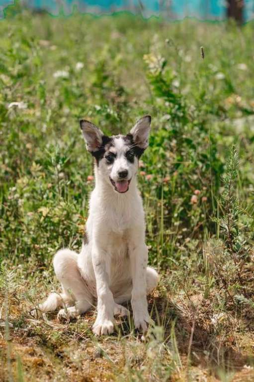 Собаки в Москве: Щенки метисы овчарки в добрые руки Девочка, 1 руб. - фото 4