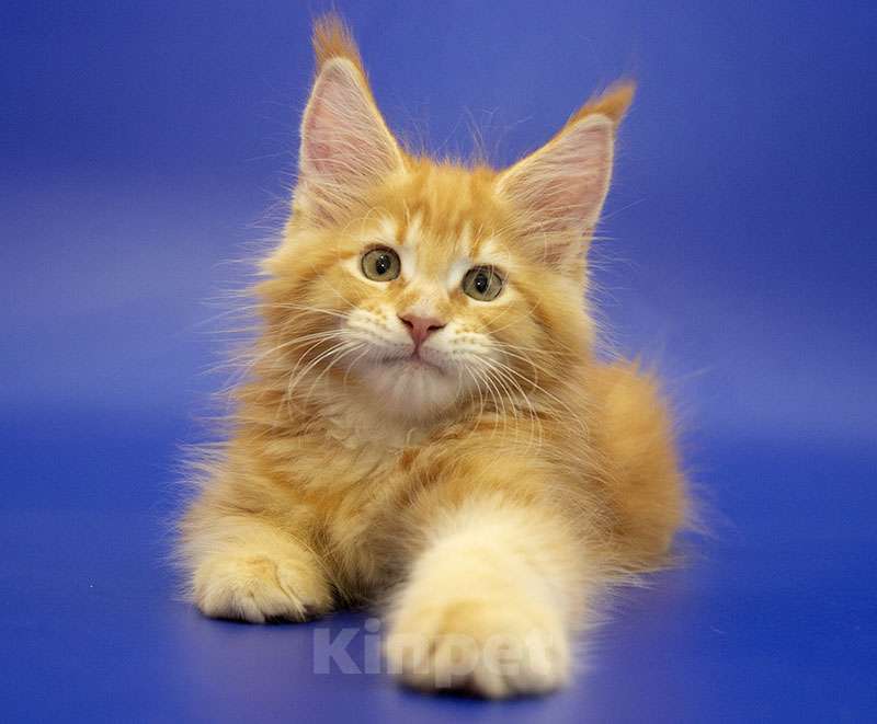 Кошки в Москве: Мейн-кун котенок Мальчик, Бесплатно - фото 1