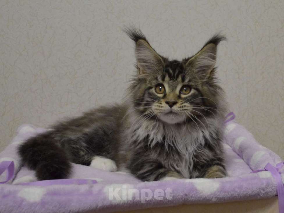 Кошки в Екатеринбурге: Кошечка мейн кун Девочка, 40 000 руб. - фото 1