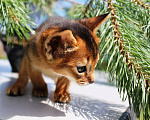 Кошки в Москве: Абиссинский котик Мальчик, 75 000 руб. - фото 2