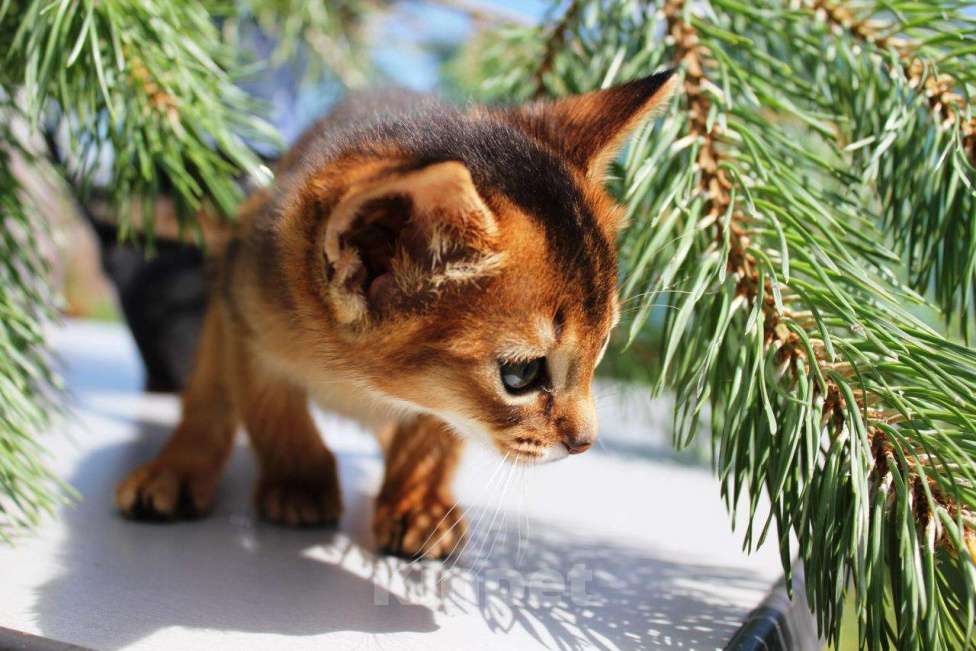 Кошки в Москве: Абиссинский котик Мальчик, 75 000 руб. - фото 2