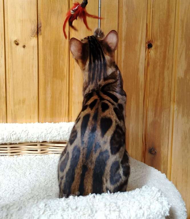 Кошки в Москве: Срочная продажа котенок девочка-подросток Девочка, Бесплатно - фото 8