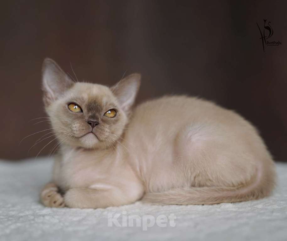 Кошки в Москве: Европейская бурма шоколадный мальчик Мальчик, Бесплатно - фото 3