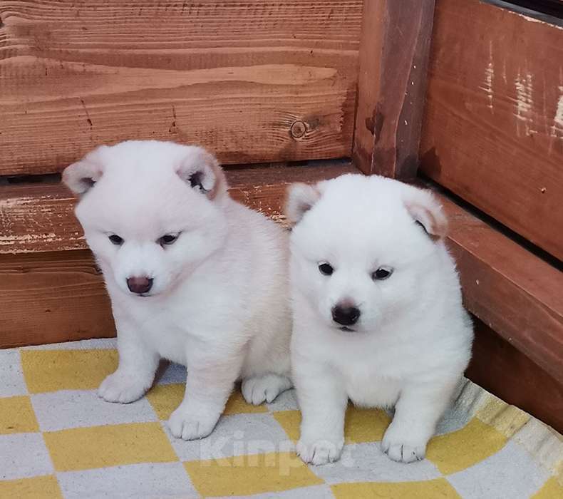 Собаки в Москве: Ми-ми-мишки Мальчик, 60 000 руб. - фото 3