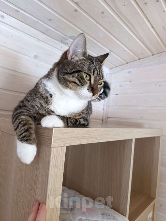 Кошки в Зеленогорске: Пончик ищет дом Мальчик, Бесплатно - фото 3