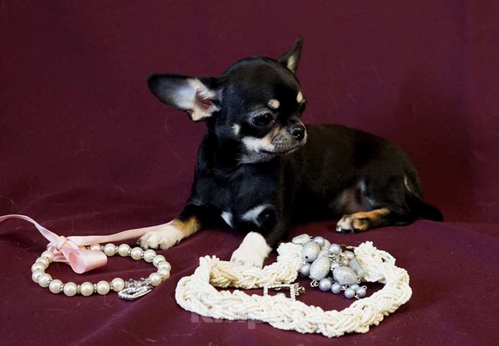 Собаки в Кудрово: ПАУЛА Чихуахуа Девочка, 70 000 руб. - фото 2