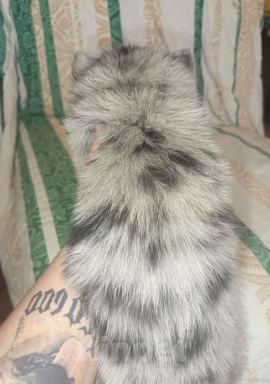 Собаки в Кировграде: Щенки породы помски... девочки и мальчики  Мальчик, 13 000 руб. - фото 6