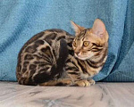 Кошки в Москве: Бенгальский мальчишка с  родословной (в наличии) Мальчик, 40 000 руб. - фото 3