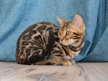 Бенгальские котята с родословной