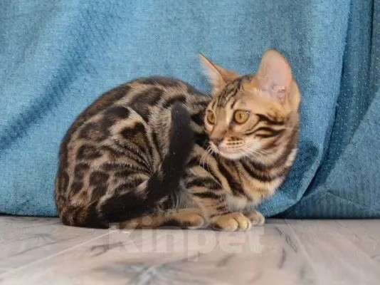 Кошки в Москве: Бенгальский мальчишка с  родословной (в наличии) Мальчик, 40 000 руб. - фото 3