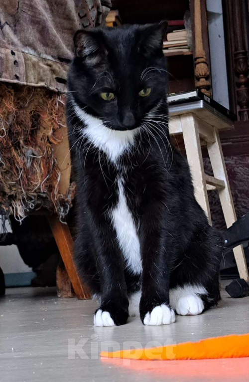 Кошки в Москве: Кеша внесет распорядок в вашу жизнь Мальчик, Бесплатно - фото 3