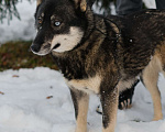 Собаки в Санкт-Петербурге: Умница хаски Айка из приюта Девочка, Бесплатно - фото 6