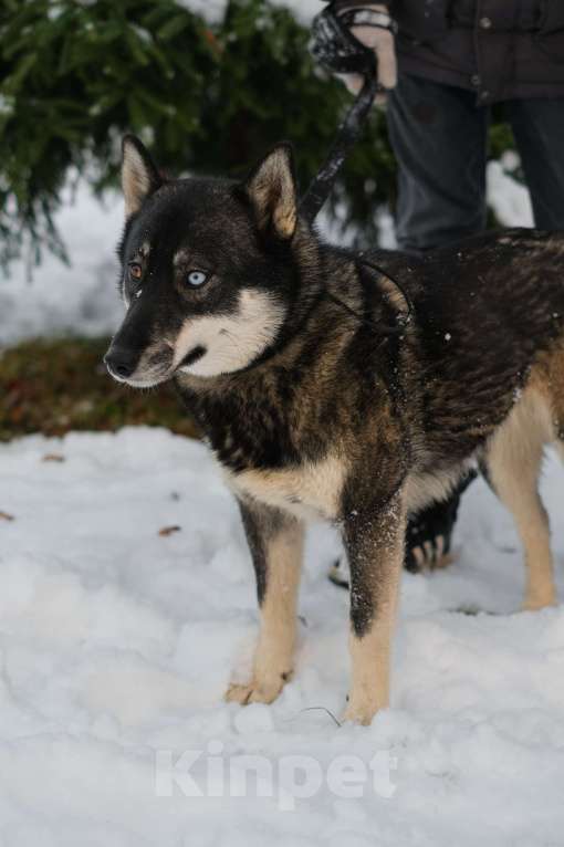Собаки в Санкт-Петербурге: Умница хаски Айка из приюта Девочка, Бесплатно - фото 6