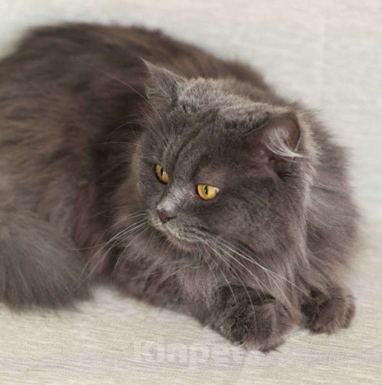 Кошки в Москве: Пушистую Женеву обижают коты, а она не может им противостоять 💔 Ей срочно нужен дом Девочка, Бесплатно - фото 5