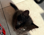 Кошки в Сочи: Котята крысоловы Девочка, 1 руб. - фото 9