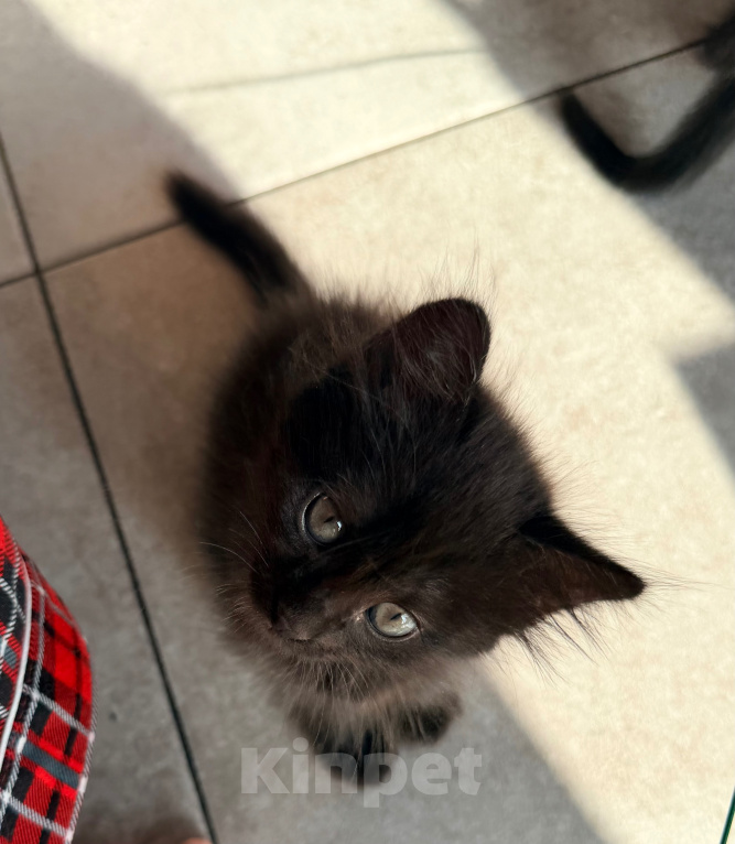 Кошки в Сочи: Котята крысоловы Девочка, 1 руб. - фото 9