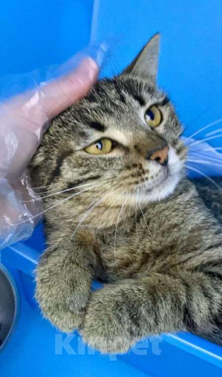 Кошки в Москве: Кошечка Пеппер и её взгляд Девочка, Бесплатно - фото 5