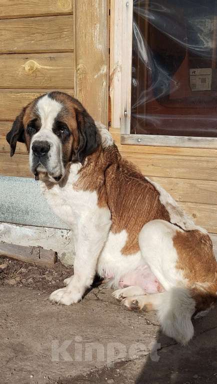 Собаки в Перми: Щенок Девочка, 15 000 руб. - фото 1