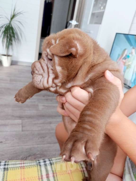 Собаки в Волгограде: Шарпей девочка 1 Девочка, 9 000 руб. - фото 4