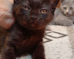 Кошки в Пензе: Отдадим котят бесплатно в добрые руки! Мальчик, Бесплатно - фото 4
