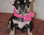 Собаки в других городах Московской области: Щенок французского бульдога Девочка, 80 000 руб. - фото 3