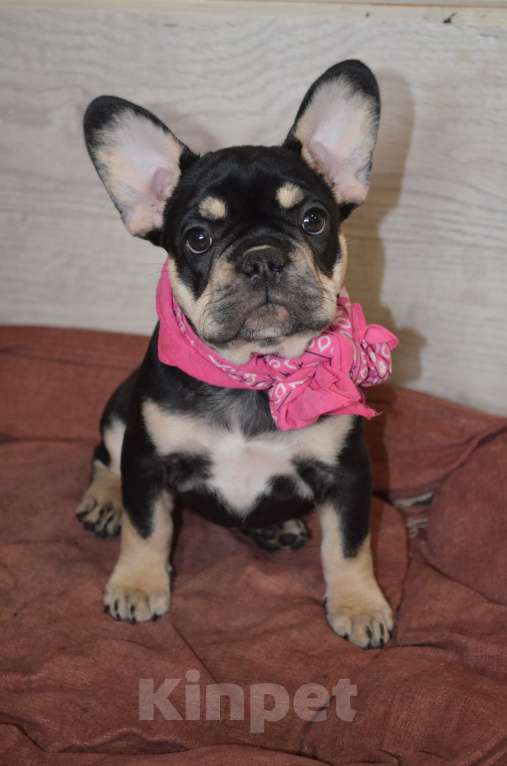 Собаки в других городах Московской области: Щенок французского бульдога Девочка, 80 000 руб. - фото 3