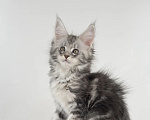 Кошки в Тюмени: Котенок мейн-кун девочка Девочка, 55 000 руб. - фото 3