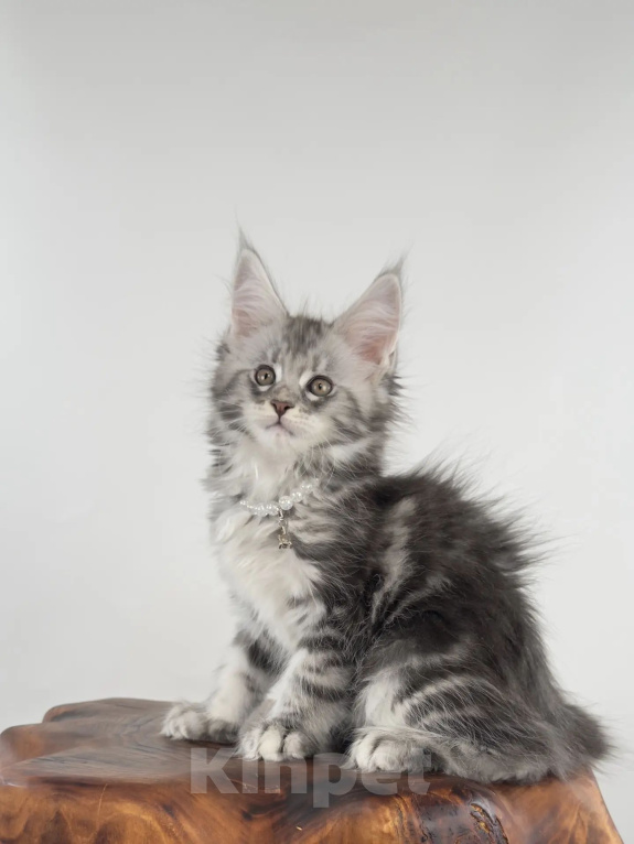 Кошки в Тюмени: Котенок мейн-кун девочка Девочка, 55 000 руб. - фото 3