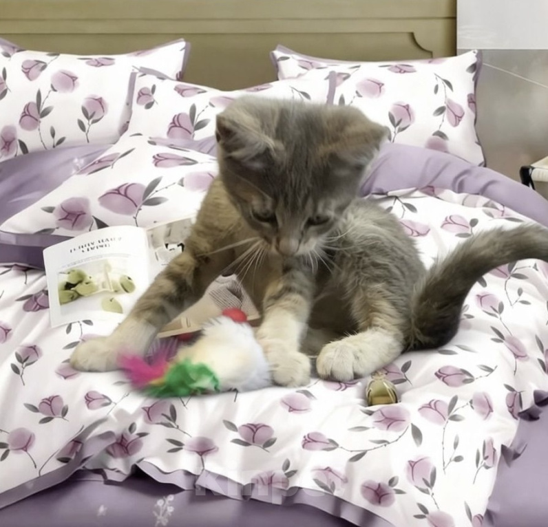 Кошки в Санкт-Петербурге: Дымчатая красота ищет дом Девочка, Бесплатно - фото 3
