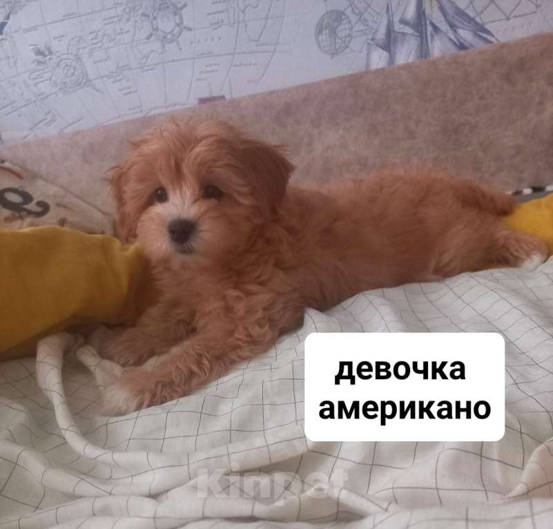 Собаки в других городах Московской области: Американо Девочка мальтипу Девочка, 50 000 руб. - фото 3