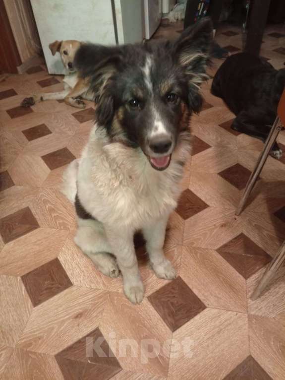 Собаки в Сергиеве Посаде: Юмина якутенок в добрые руки Девочка, Бесплатно - фото 5