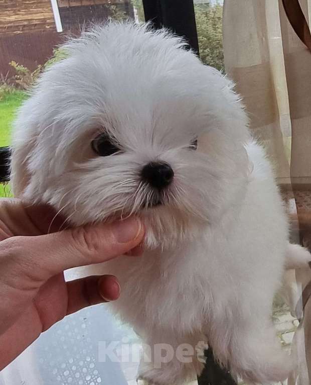 Собаки в Москве: Мальчики и девочки Девочка, Бесплатно - фото 2