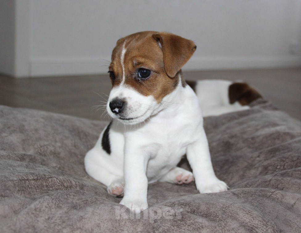 Собаки в Москве: Джек Рассел щенок Девочка, 100 000 руб. - фото 2
