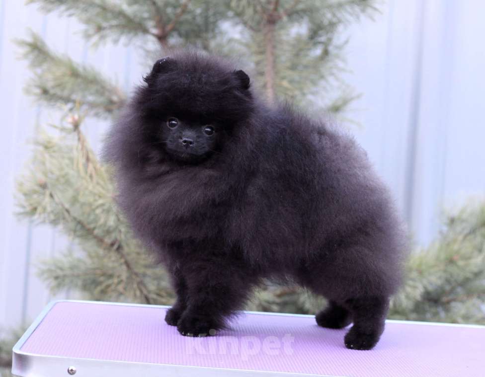 Собаки в Москве: Прекрасный черный мальчик Мальчик, Бесплатно - фото 1