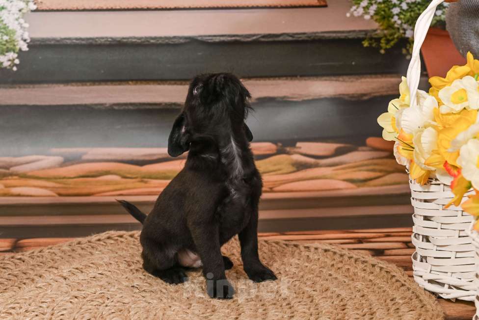 Собаки в Санкт-Петербурге: Щенок Бельгийского гриффона, мальчик Мальчик, 45 000 руб. - фото 5