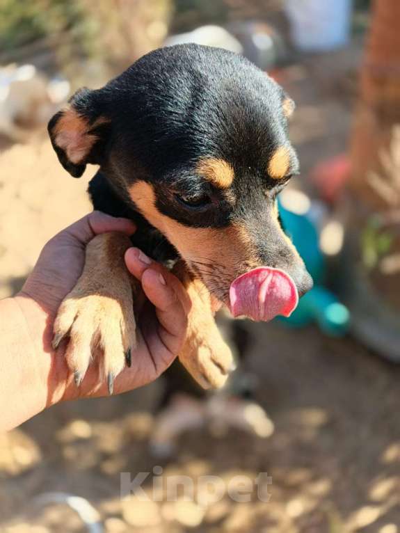 Собаки в Москве: Маленькая собачка в добрые руки Девочка, Бесплатно - фото 6