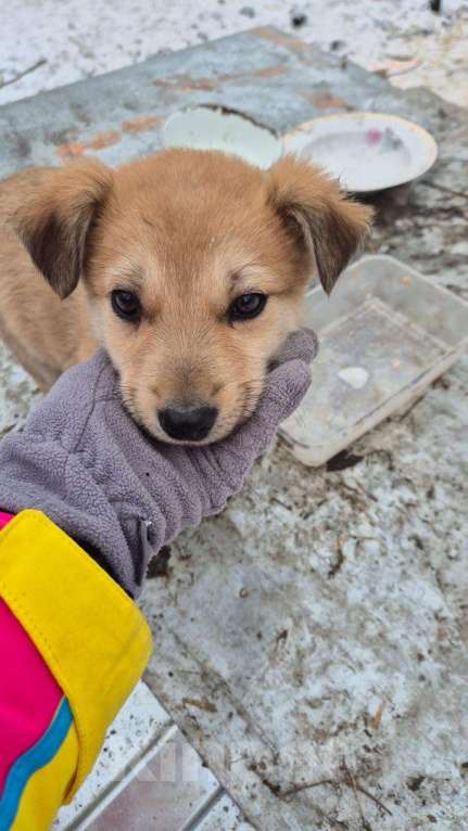 Собаки в Ессентуках: Девочка средняя лисичка Девочка, Бесплатно - фото 1