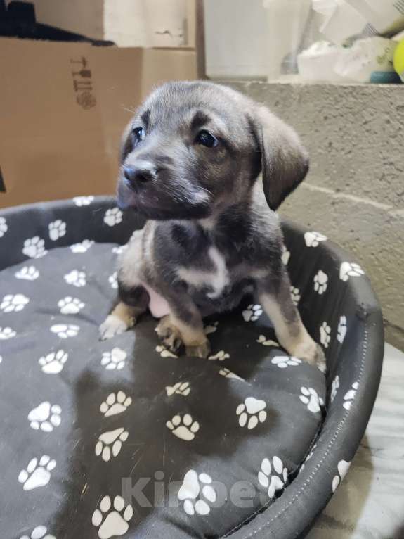 Собаки в Ессентуках: Мальчик и девочки Девочка, Бесплатно - фото 6