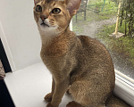 Кошки в Арамиле: Абиссинские  котята  Мальчик, 20 000 руб. - фото 2